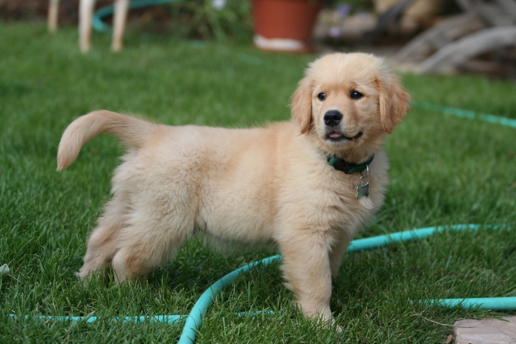 Filhote de Golden Retriever