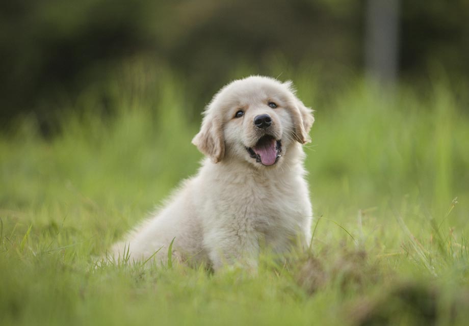 Filhote de Golden Retriever
