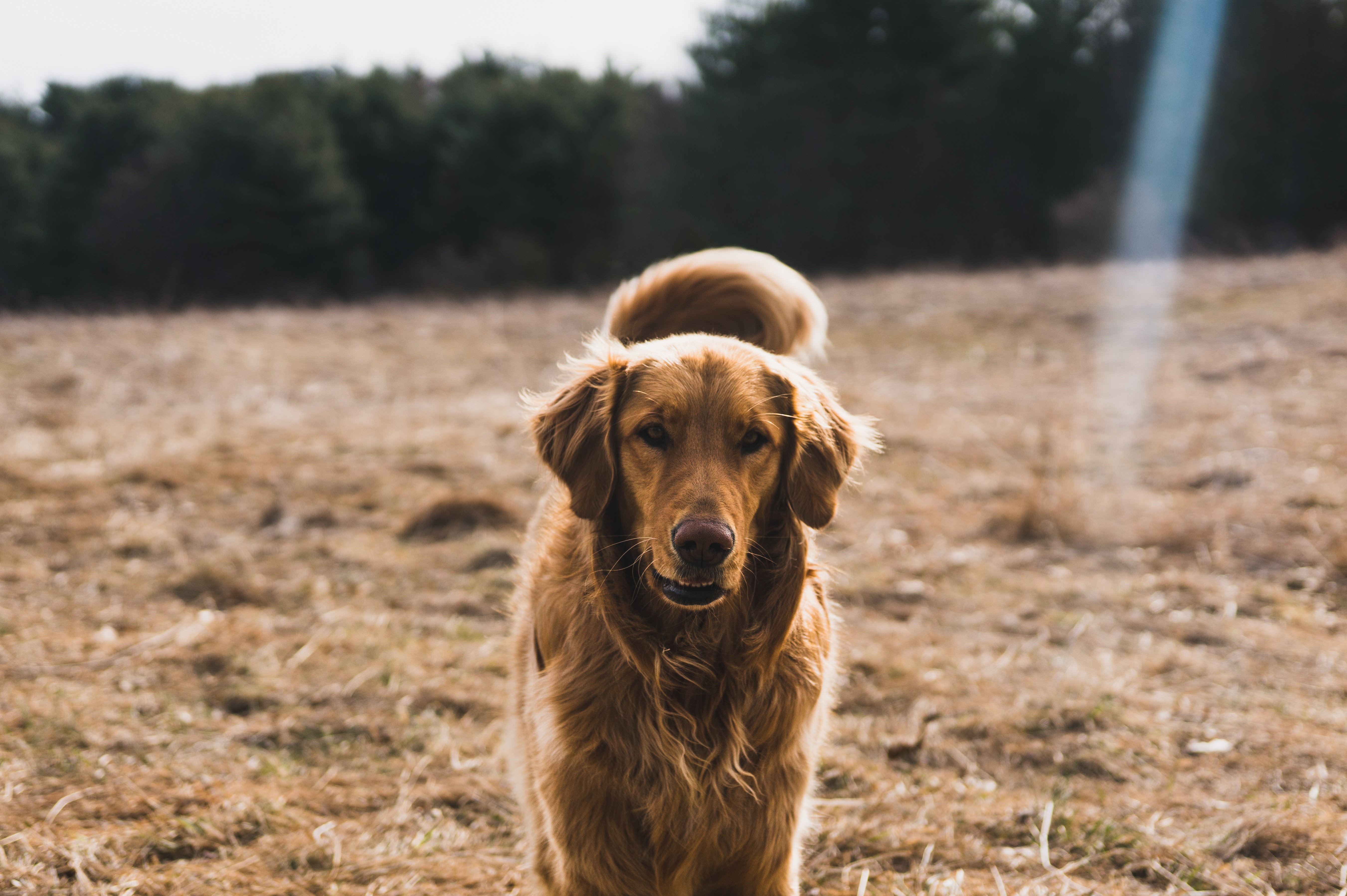 Golden Retriever mais escuro, no campo