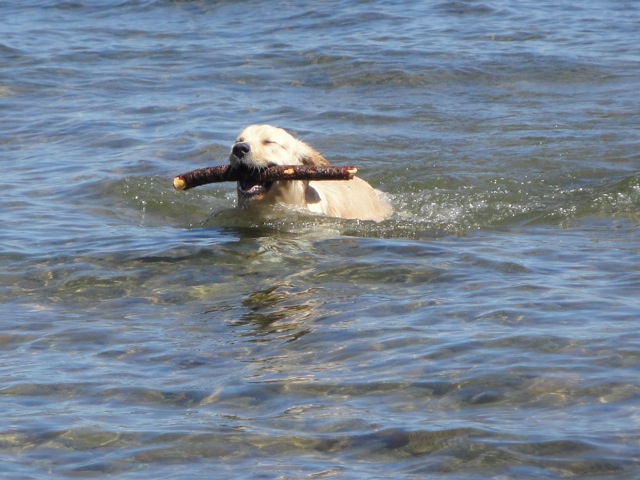 Golden Retriever nadando
