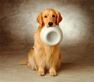 Golden Retriever segurando pote de comida com a boca