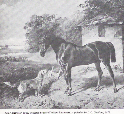 Ada - Cadela originária da raça de retrievers amarelos "Ilchester" com um cavalo