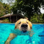 Golden Retriever praticando natação